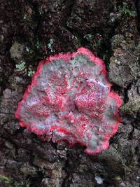 Cryptothecia rubrocincta image