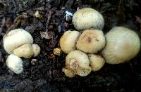 Coprinellus micaceus image