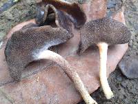 Helvella macropus image