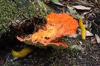 Laetiporus conifericola image