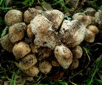 Coprinellus micaceus image