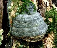 Fomes fomentarius image