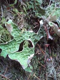 Lobaria pulmonaria image