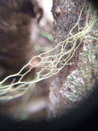 Ramalina menziesii image
