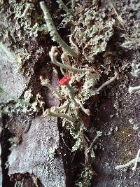 Cladonia macilenta image