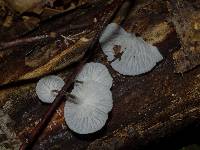 Hemimycena candida image