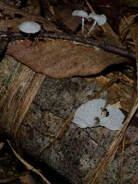 Hemimycena candida image