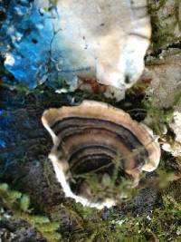 Trametes versicolor image