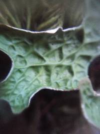 Lobaria pulmonaria image