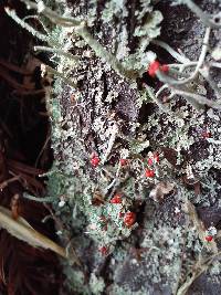 Cladonia macilenta image