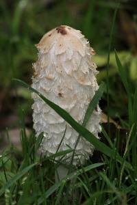 Coprinus comatus image