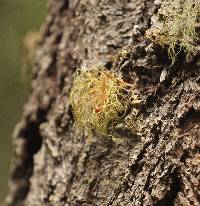 Usnea rubicunda image