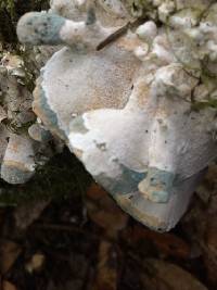 Trametes versicolor image