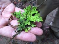 Lobaria pulmonaria image