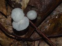 Hemimycena candida image