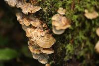 Trametes versicolor image