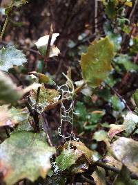 Ramalina menziesii image