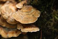 Trametes versicolor image