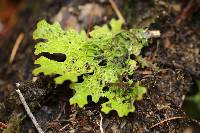 Lobaria pulmonaria image