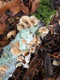 Trametes versicolor image