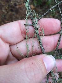 Ramalina menziesii image