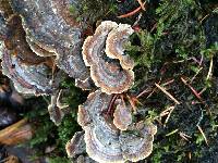 Trametes versicolor image