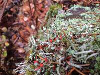 Cladonia macilenta image