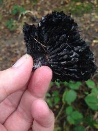 Russula nigricans image