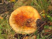 Amanita muscaria image