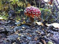Amanita muscaria image