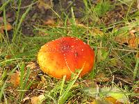 Amanita muscaria image