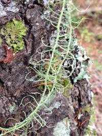 Usnea scabrata image