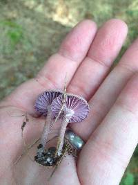 Laccaria amethystina image