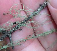 Ramalina menziesii image