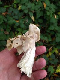 Helvella crispa image