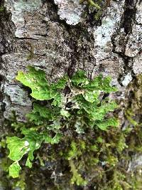 Lobaria pulmonaria image