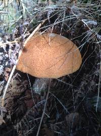 Leccinum versipelle image