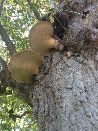 Polyporus squamosus image