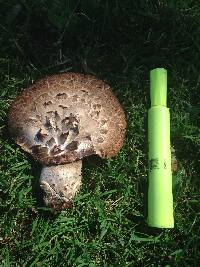 Polyporus squamosus image