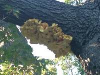 Laetiporus sulphureus image