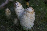 Coprinus comatus image