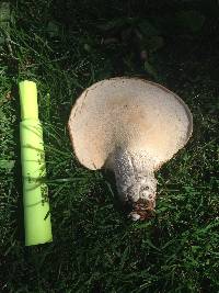 Polyporus squamosus image