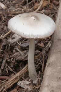 Pluteus cervinus image