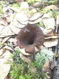 Craterellus cornucopioides image