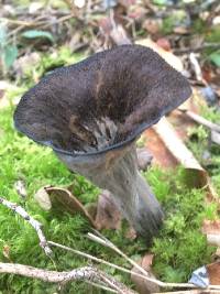 Craterellus cornucopioides image