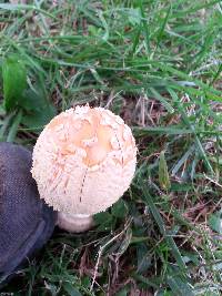 Amanita muscaria image