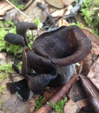 Craterellus cornucopioides image