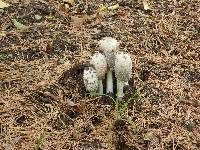 Coprinus comatus image