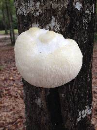 Hericium erinaceus image