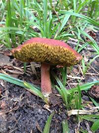 Boletus rubellus image